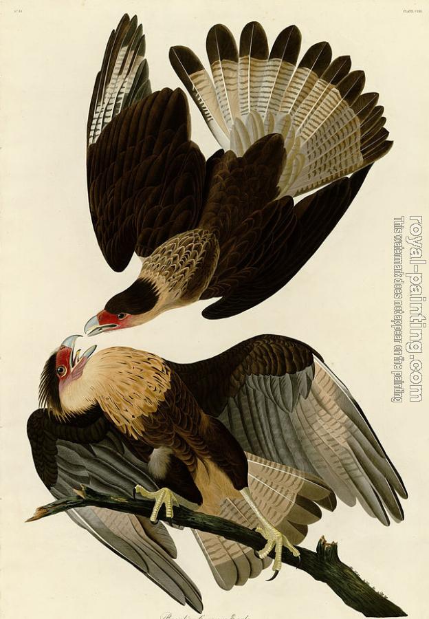 John James Audubon : Brasilian caracara eagle